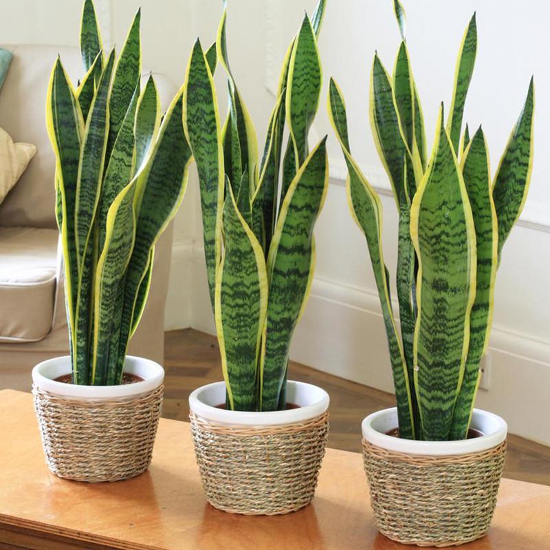 Paa Klc (Sansevieria) - Renkli Kl iekleri