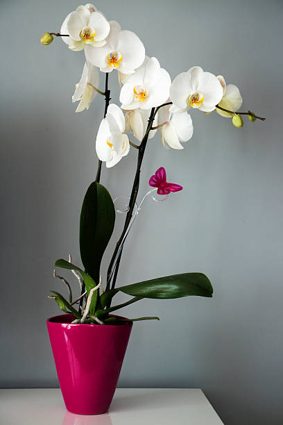 Fuar Orkide Siparii