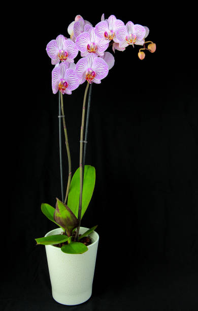  Fuara Pembe Orkide