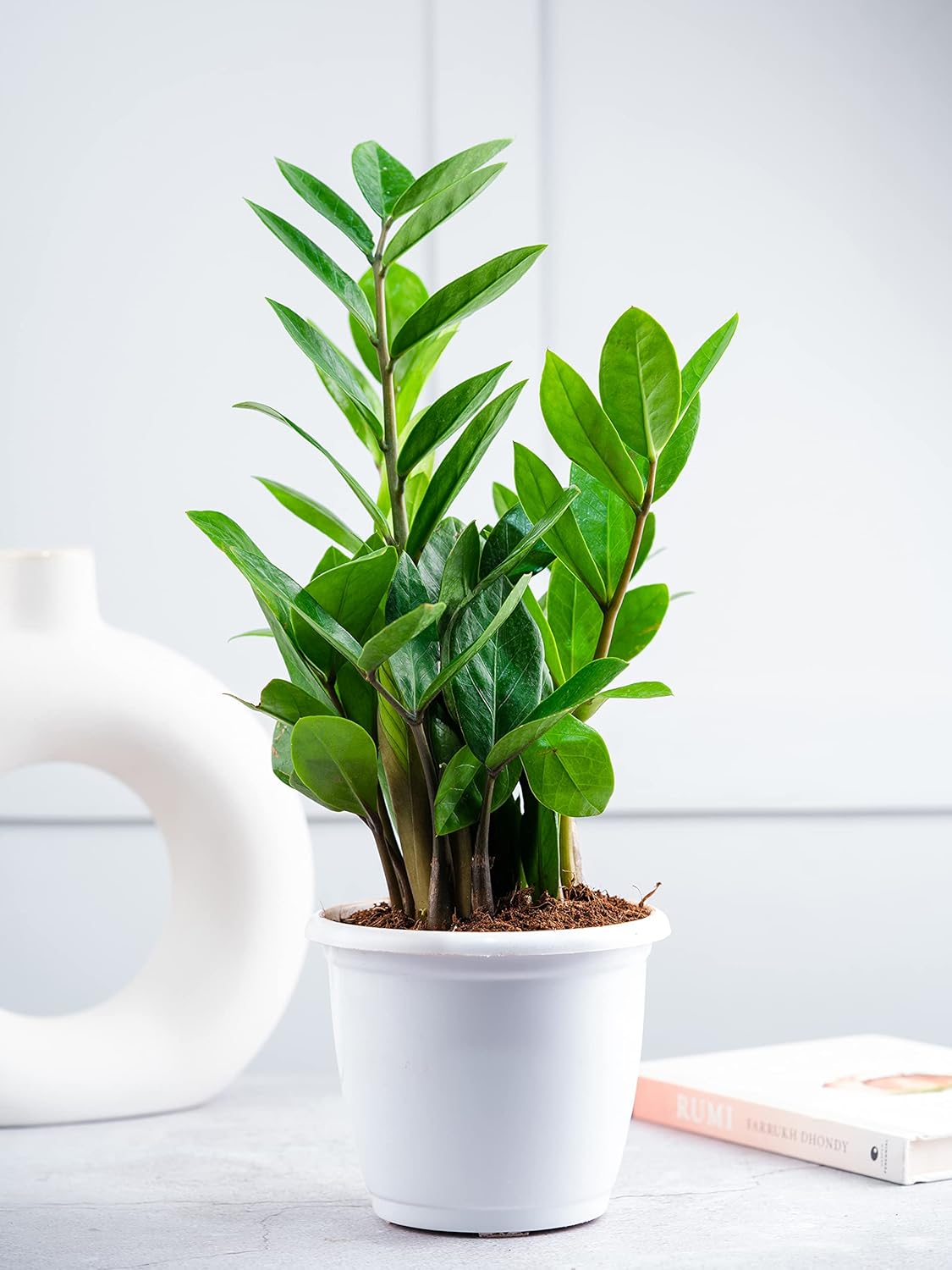 zamia-bitkisi