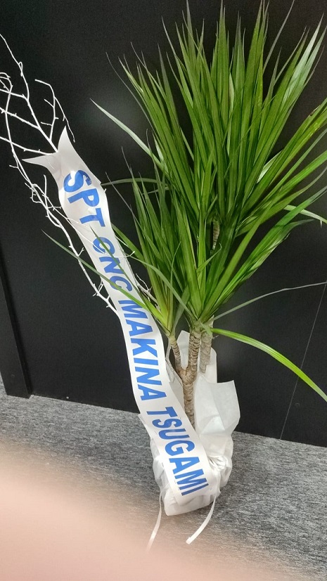 dresina-marginata-bitkisi